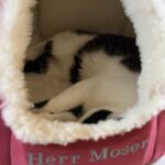Animal Cube